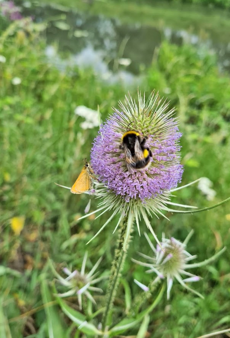 A Bee Collecting Pollen