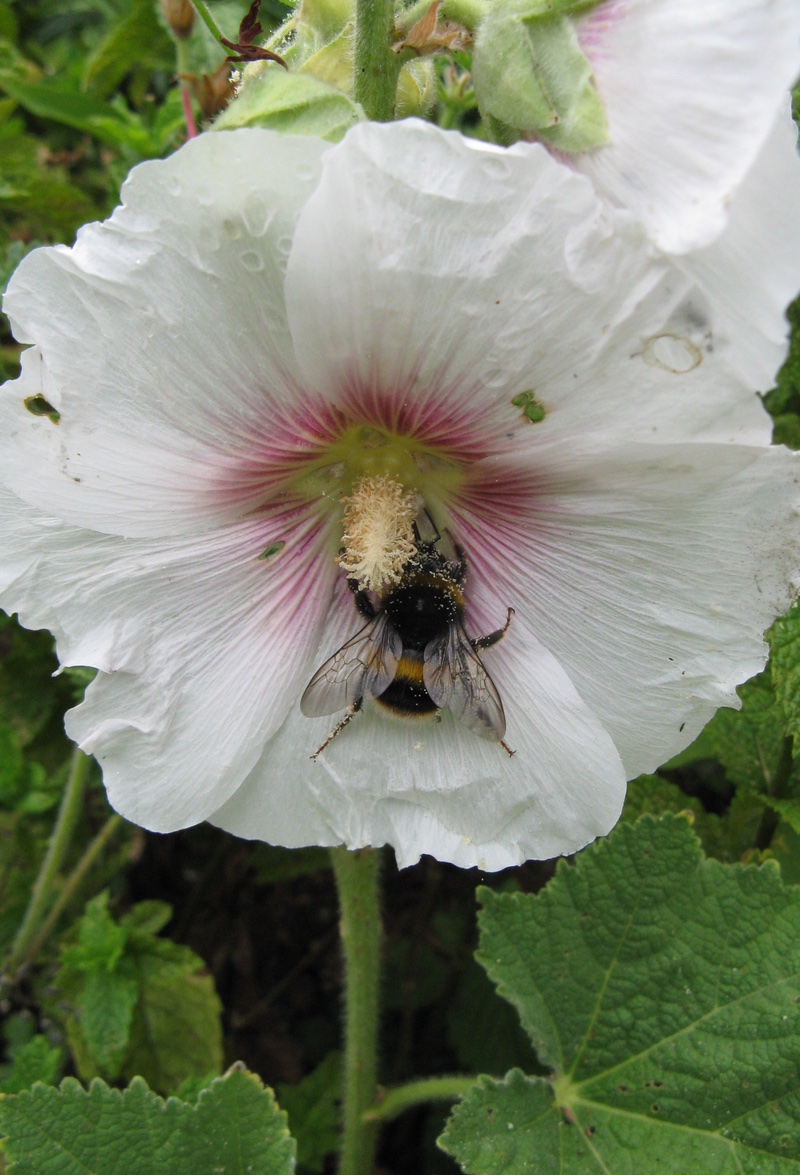 A Bee on a single flower.