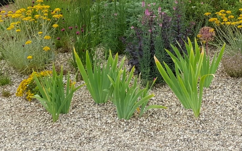 Beth Chatto Garden, Hampton Court Palace Flower Festival 2019.