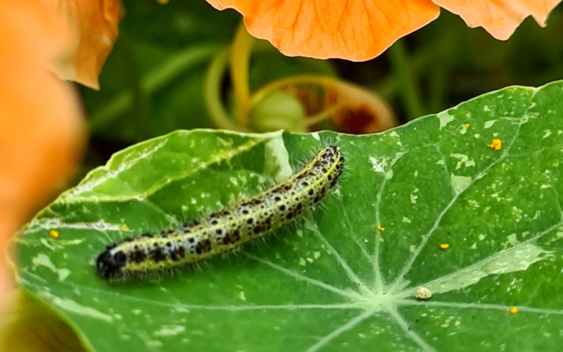 A caterpillar feeding on a leaf