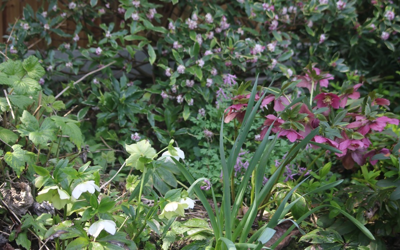 Easy care shrubs and perennials, Daphneand and the Hellebores.