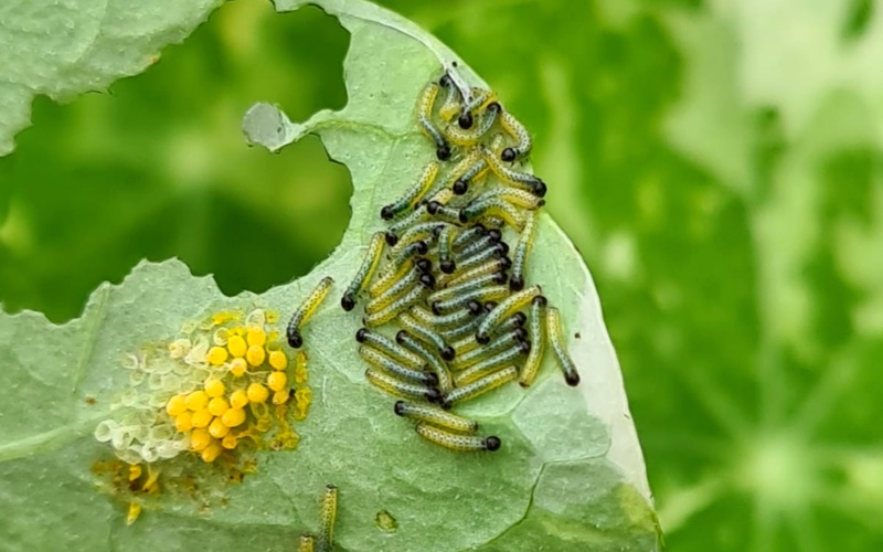 Emerging caterpillars on the underside of a nasturtium leaf