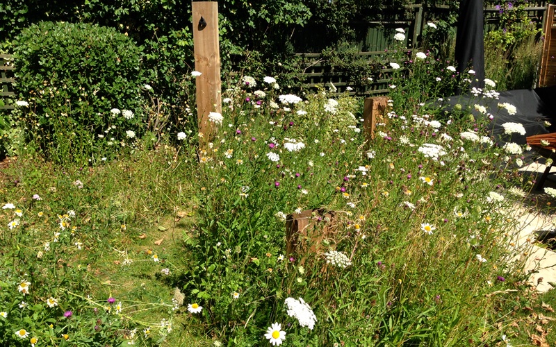 An Example Of Ordered Chaos In A Garden