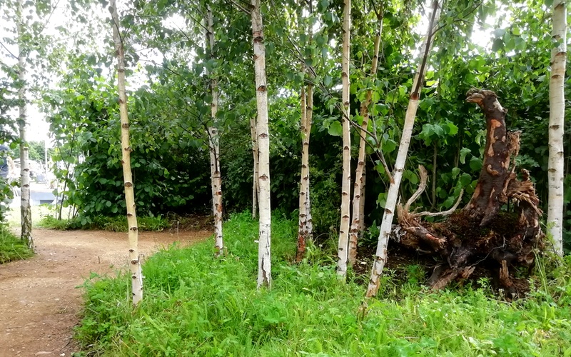 Self Binding Gravel Forest Path