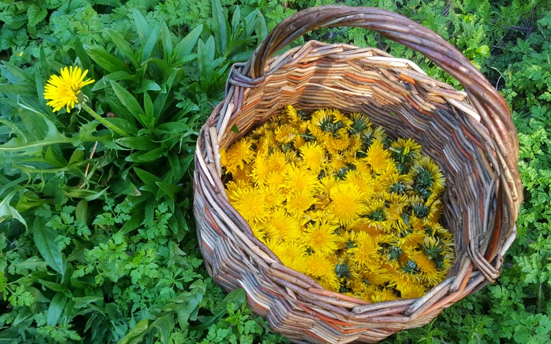 Garden Designers Basket of Dandelions