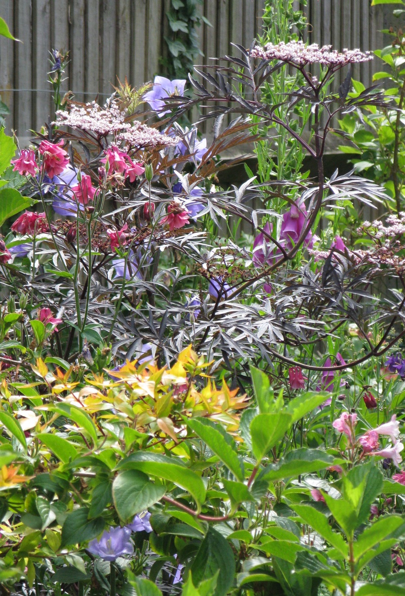 Garden Design, A mix of summer shrubs.