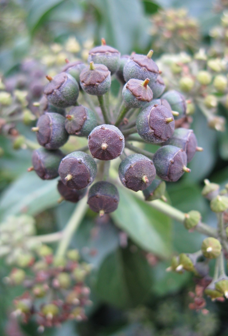 Ivy fruit