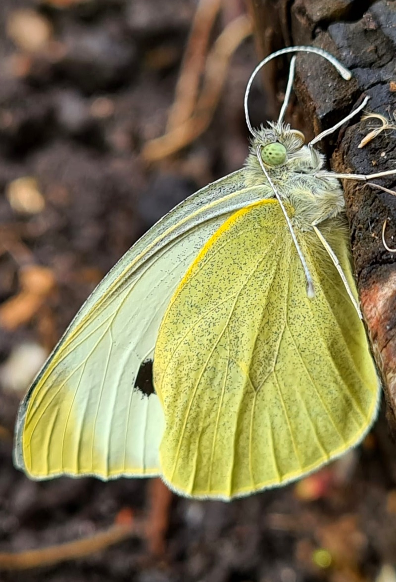 Large White adult Imago