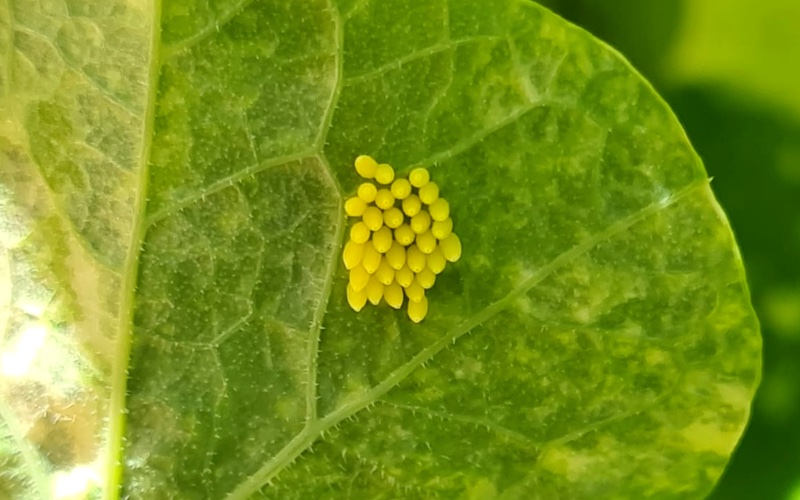 Large White butterfly eggs