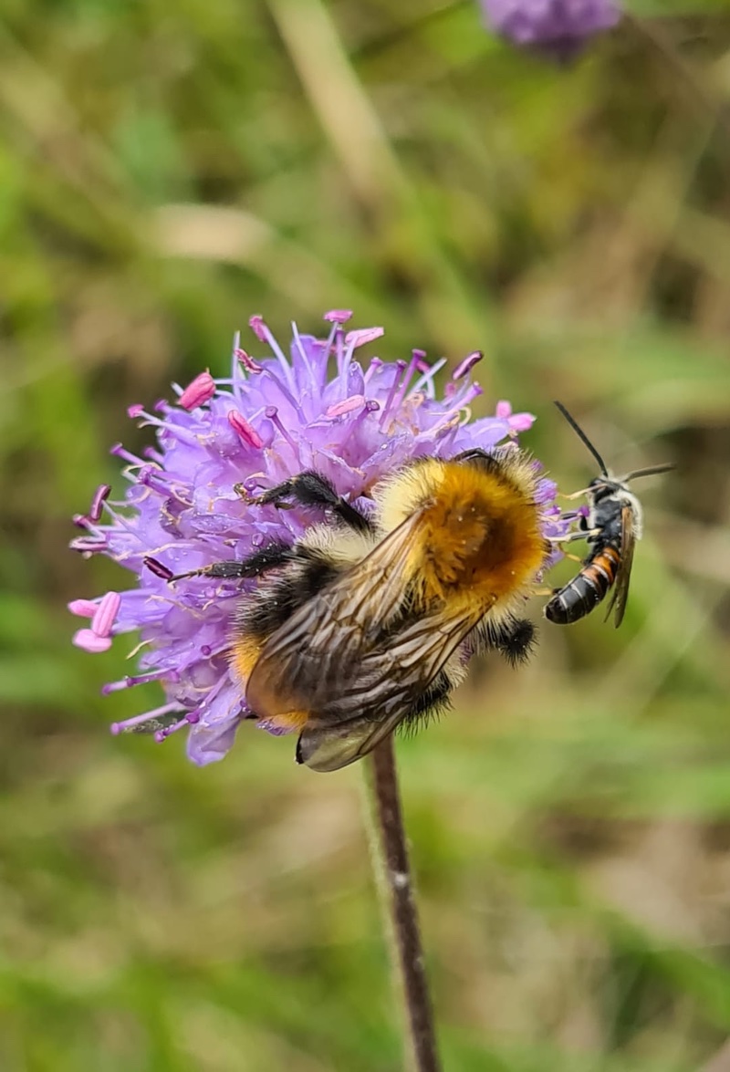 Natural Ecosystems Bumblebee and Flower