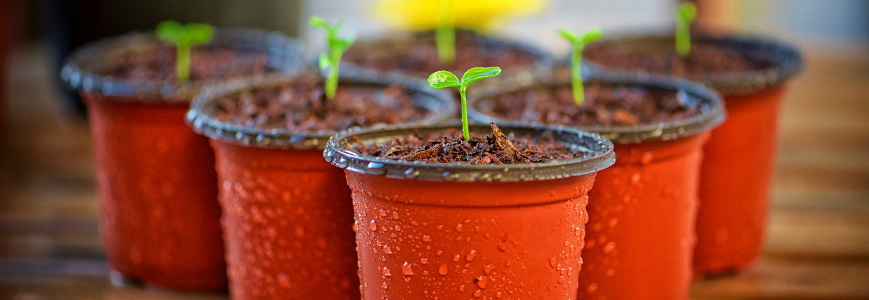 Plant Pot Recycling Scheme