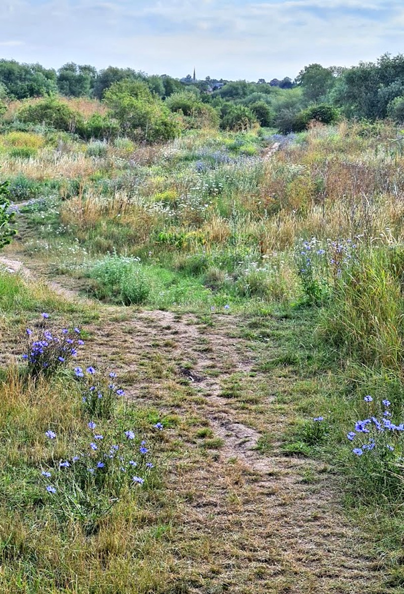 A regenerated landscape with wild flowers, muddy path and trees