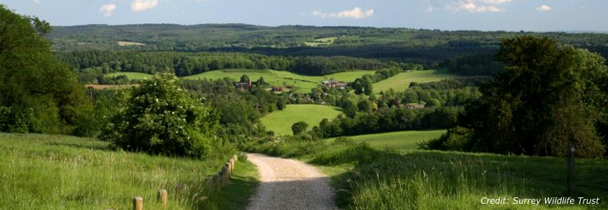 Surrey Wildlife Trust