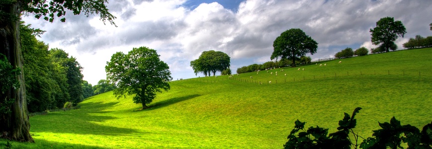 Tree Planting