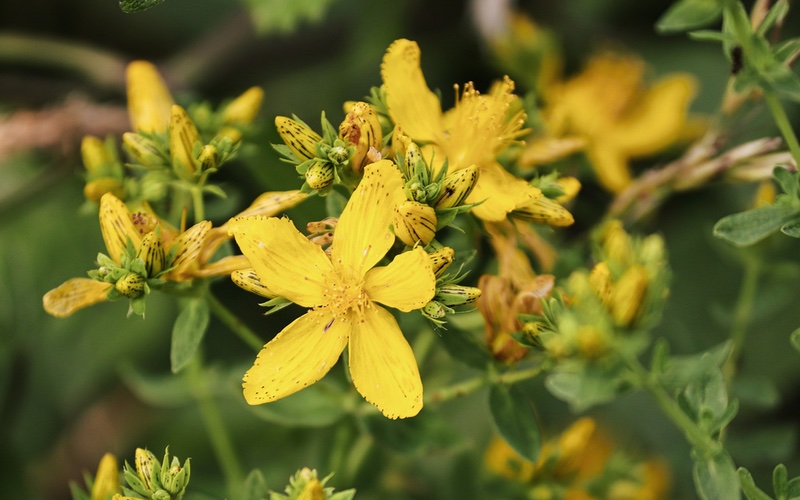 The Common Wildflower Hypericum Perforatum