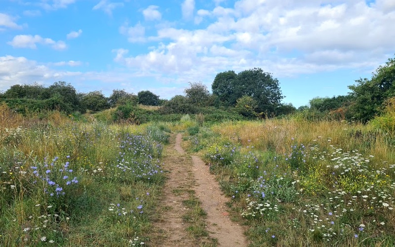 Embracing rewilding, wild flowers, tall grass and a path 